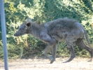 PICTURES/Coyote/t_Mangy Coyote2.JPG